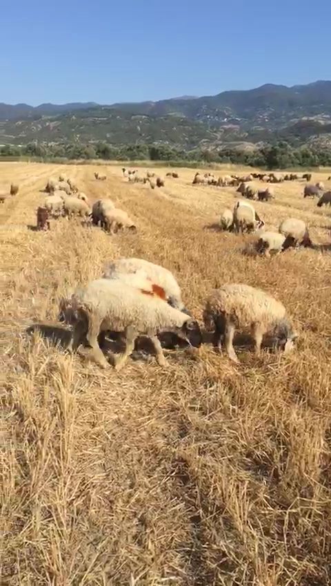 Horizon Foods - Romanian Farm