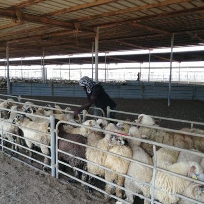Jeddah  Farm